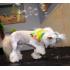 Every dog needs his day and at Fit 'n' Fur